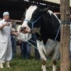 Serviço Veterinario Ampliado