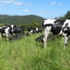 Retomado Serviço Veterinário - Clínica e Fomento