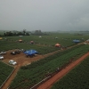Dia de Campo de Soja reuniu associados na Área Demonstrativa