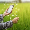 Transformação digital maximiza resultados do novo agro brasileiro