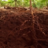 Agricultura de precisão: não é alternativa, é necessidade